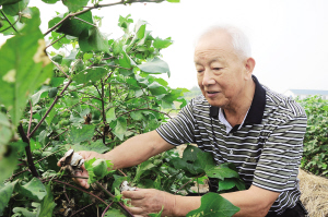 從青年到暮年，他將40多年的歲月播種在試驗(yàn)田里——劉正鑾，讓棉花育種成為太倉招牌 